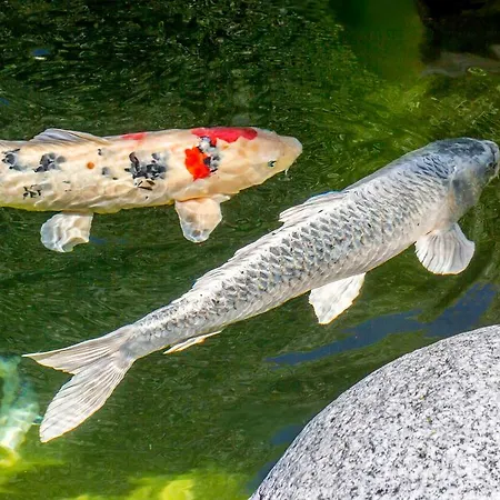 Bergsucht-ruhpolding, Traumlage Am Sonnigen Suedhang, Kostenlose Parkplaetze, Schnelles Wlan, Ruhige Sackgasse, Netflix Inklusive
